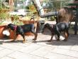 Logan (on the left) and Anji