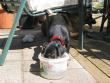 Thirsty work (Logan)