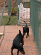 Nelson chasing Oren.