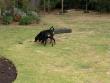 Nelson and Oren - always things to sniff.