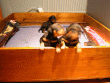 We are TRYING to escape!