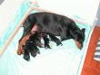 And then there were 8! Just after midnight. The oldest is now 9 hours old, the youngest 3 hours.