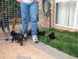 The black hoarde at your feet!