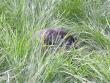 There is a puppy in there somewhere.