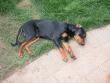 Oren flaked...