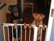 Kira and Ryker giving a greeting when we get home.