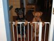Ryker is looking for that cat to come in as well.