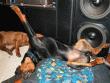 Oren sleeping. (Yes he is actually asleep!)