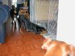 Kira play bowing to her pups.