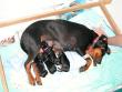 CoCo with her four pups. They are 3.5 hours old.