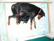 CoCo and pups are asleep.