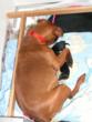 The first two puppies have arrived.