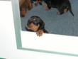 Still only one paw over