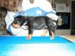 It is more fun if the human takes all the weight