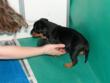 But playing in a water bowl is fun!