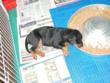 Falling asleep (or very close to it) in the food bowl!