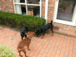 Nelson, Ryker and Oren.