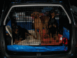Kira, Ryker and Oren travelling in the crate in the back of Kate