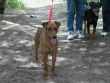A wonderful head shot of Ryker, with Oren in the background.