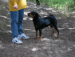 Oren. The blur is caused by the ever waging tail.